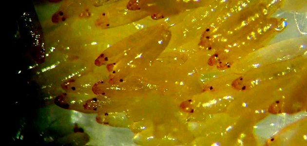 El tratamiento del alpeorujo mediante insectos generaría ingresos adicionales al sector por valor de 600 millones de euros