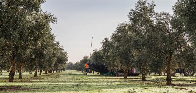 La DOP Estepa presentará una innovadora “Calculadora de erosión de suelo”