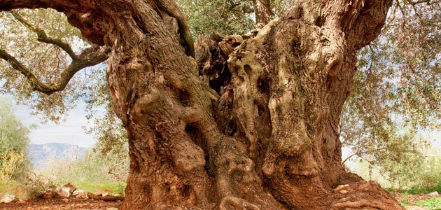 “Olivo Mil·lènia” se alza con el XVIII Premio AEMO al Mejor Olivo Monumental de España