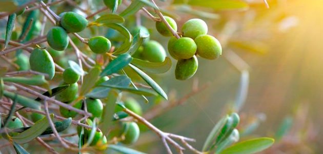 Italia Olivícola prevé una ligera recuperación de la producción italiana de aceite de oliva en la campaña 2021/22