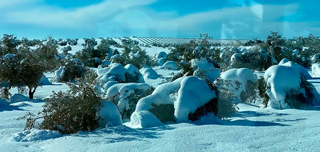 El temporal de nieve deja pérdidas de 12 millones de euros en el olivar madrileño