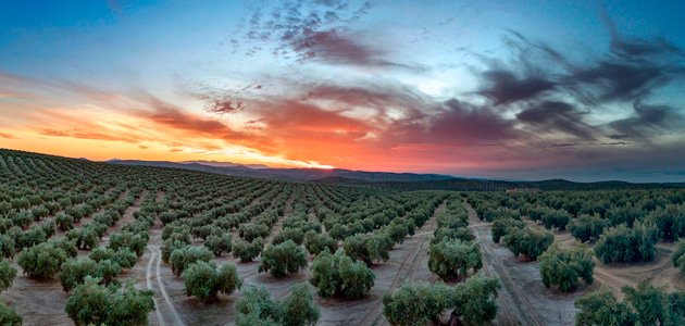 Nuevos pasos en la candidatura del Paisaje Cultural del Olivar en Andalucía como Patrimonio Mundial