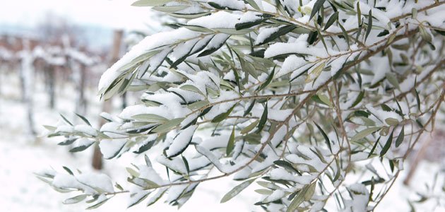 El Acceso De Nuevos Olivareros Al Seguro Agrario Sera Mas Sencillo A Partir Del Plan 21 Consejo Regulador De Las Igp Aceituna Manzanilla Y Gordal De Sevilla