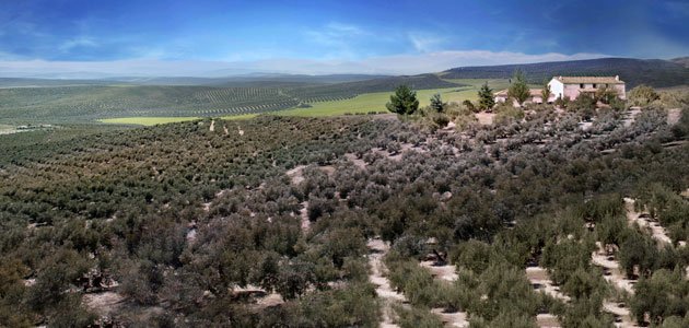 Impulsan el oleoturismo para hacer más sostenible el olivar en las comarcas de Jaén