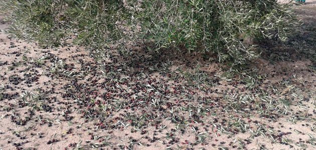 Andalucía impulsa medidas para mejorar el seguro del olivar