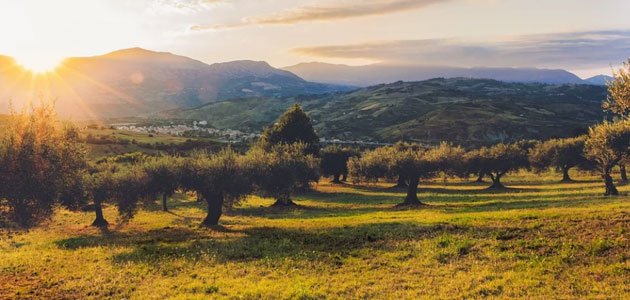 Últimas plazas disponibles para el curso “La innovación en el ámbito de la olivicultura internacional como estrategia competitiva”