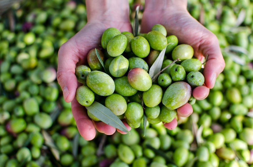 En pocas #semanas dará comienzo la nueva #campaña del #verdeo 2021. #labor agrícola de las zonas #olivareras de España. Su nombre viene dado porque se trata de la recolección de la #aceitunaverde. 
#olives #aceitunas #manzanillaolive